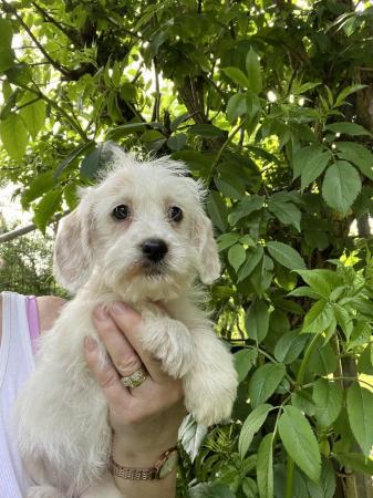 Image 12 of Beautiful Small Cockerpoo Puppies For Sale.