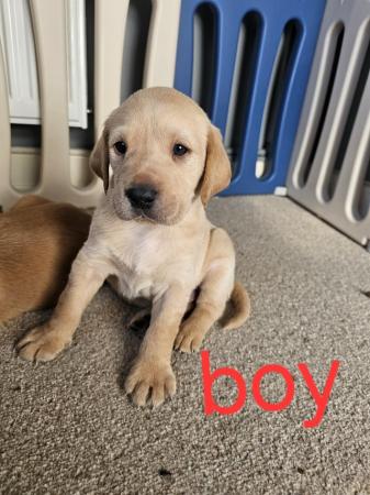 Image 6 of Labrador Puppies for sale