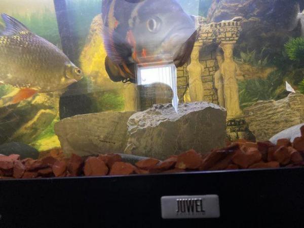 Image 3 of 500l jewel fish aquarium £350 (bare tank and stand)