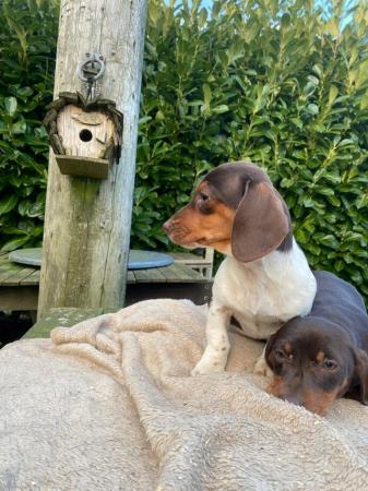 Image 4 of 14 week old dachshund pups