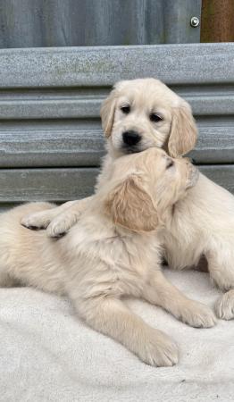 Image 17 of Beautiful KC Registered Golden Retriever Puppies