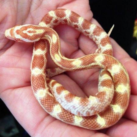 Image 3 of Baby Corn Snakes available now