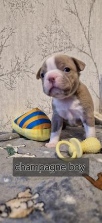 Image 6 of Kc registrated Boston terrier puppies