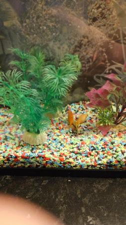 Image 4 of Small fish tank and 5 cold waterfishes.Filterincluded.