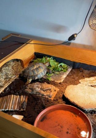 Image 3 of Horsefield Tortoise and set up