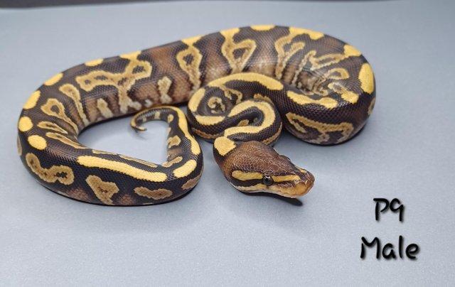 Image 4 of Various Hatchling Ball Python's CB23 - Availability List