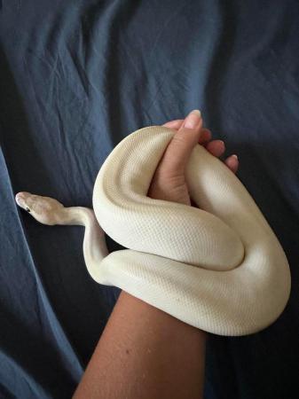 Image 2 of Ivory female royal python 2022
