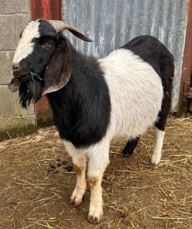 Image 1 of Anglo Nubian Billy Goat- Mid Wales