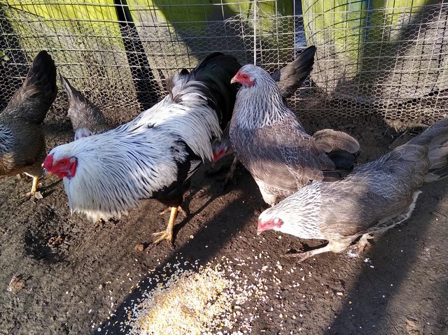 Preview of the first image of For sale Silver Kraienkopp bantam eggs.