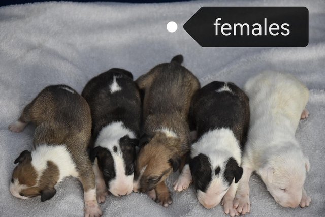 Image 2 of Top class english bull terrier puppies