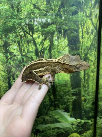 Image 2 of Adult male quad stripe crested gecko with dalmation spots