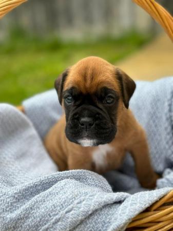 Image 23 of Stunningly Perfect 6 week old KC Pedigree Boxer puppies.