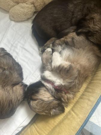 Image 3 of Beautiful litter of shih tzu puppies for sale
