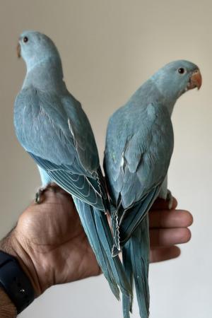 Image 6 of Handreared Silly Tame Baby Blue Ringneck Parrots
