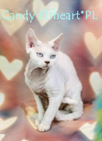Image 9 of Devon Rex Candy boy for small home breeding