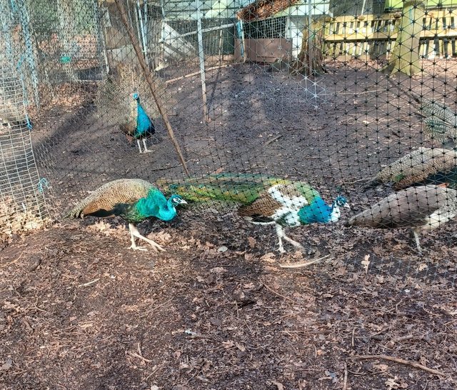 Preview of the first image of Indian blue peafowl yung adults possible to breed this year.