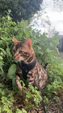 Image 1 of Stunning 11 month old pure Bengal kitten