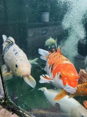Image 4 of Rehoming 20 Koi Carp due to move