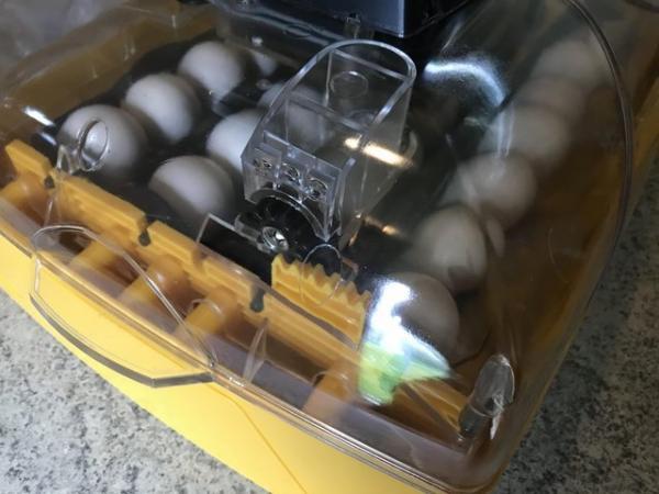 Image 1 of Ixworth hen fertile eggs