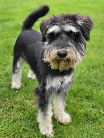Image 1 of Looking for a black and silver miniature schnauzer