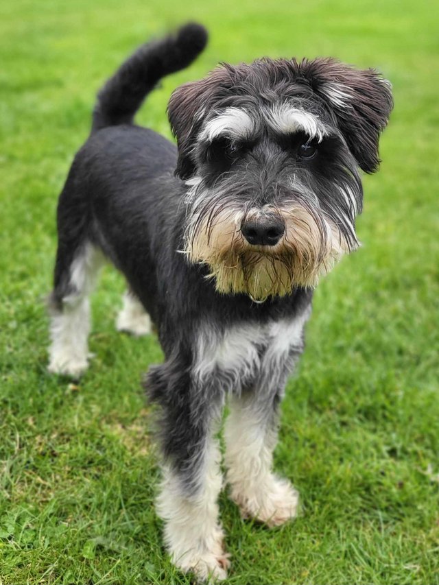 Preview of the first image of Looking for a black and silver miniature schnauzer.