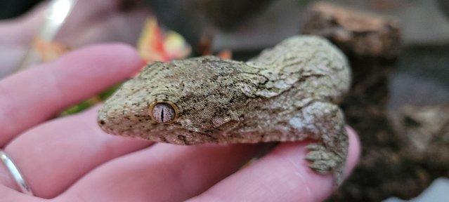 Preview of the first image of Leachianus gecko female CB Nov 23 Moro x Pine island.