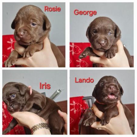 Image 2 of KC registered Health Tested Chocolate Labradors Puppies