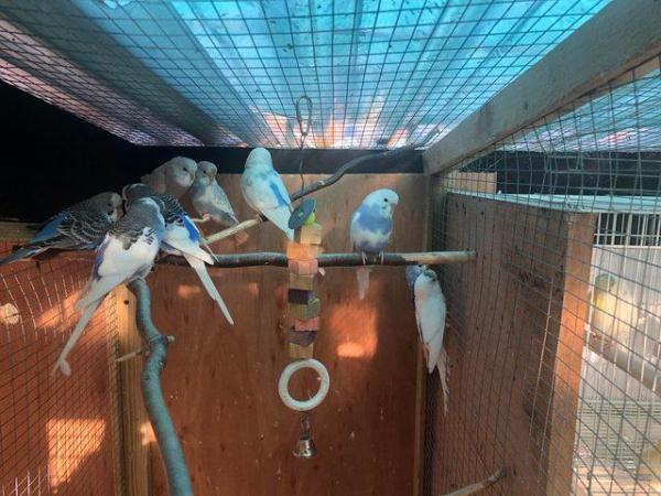 Image 1 of Toy Budgies for sale - available now
