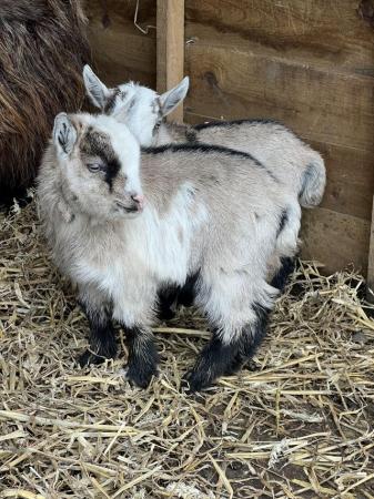 Image 2 of pigmy goat kid for sale (weather)