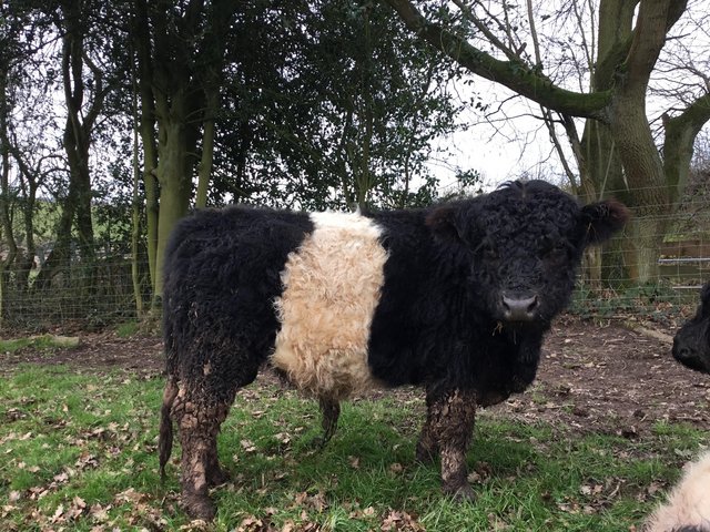 Preview of the first image of Belted Galloway young bull.