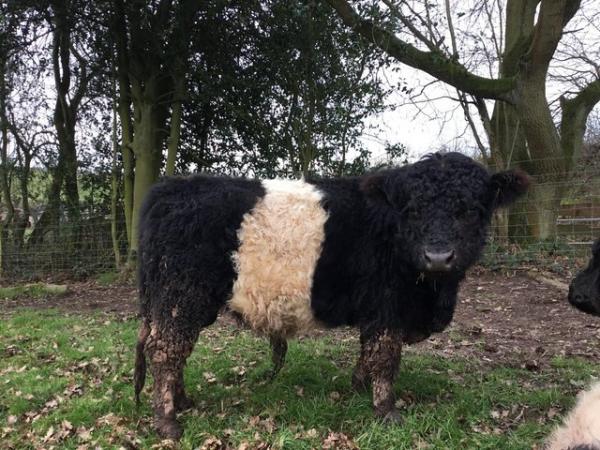 Image 1 of Belted Galloway young bull