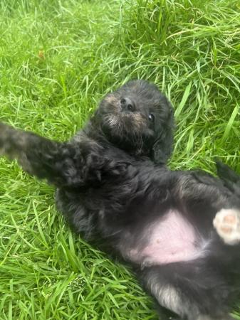 Image 3 of Bordoodle/colliepoo pups ready to from 27th june