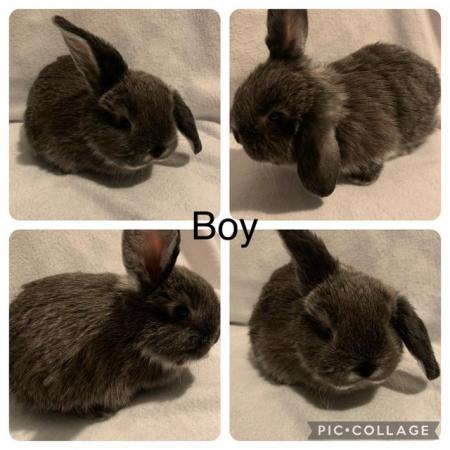 Image 1 of Holland lop cross continental lop