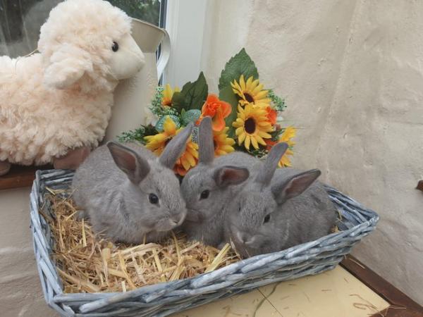 Image 1 of 8 weeks beautiful home bred bunnies