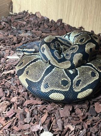 Image 3 of approx 2 year old female (ball )royal  python.