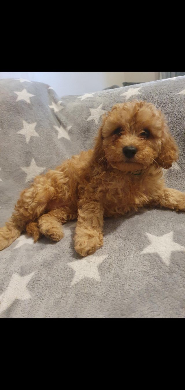 Preview of the first image of F1BB Cavapoo pups Red Apricot ready now.