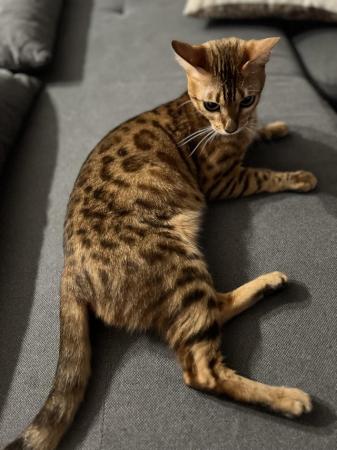 Image 5 of Beautiful Bengal Mix Kittens