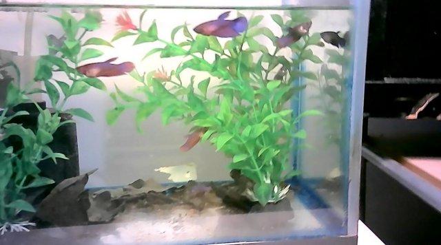 Image 3 of Baby Bettas ready for new homes