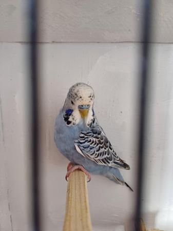 Image 1 of budgie all sold at moment