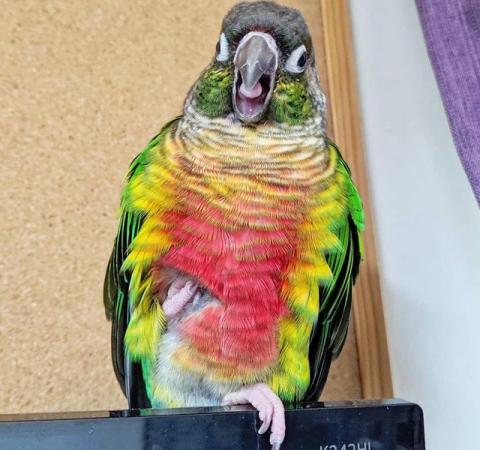 Image 1 of Baby tamed yellow sided conure talking parrot
