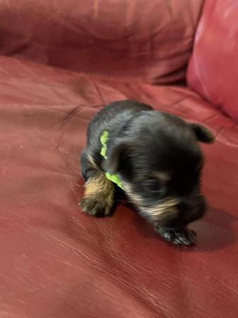 Image 8 of Yorkshire terrier puppies