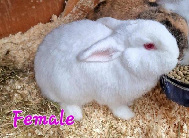 Image 8 of 1 Albino Lion-Lop Bunny For Sale