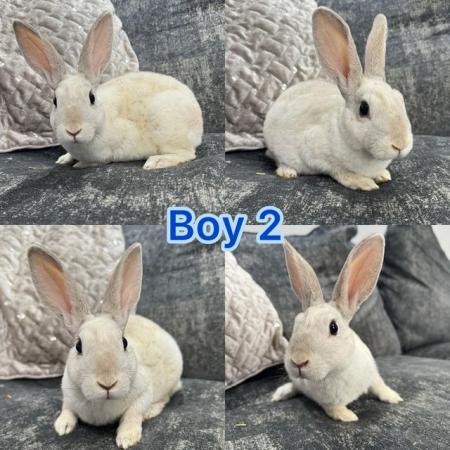 Image 3 of Mini rex babies ready to leave now, 2 boys 1 girl