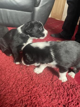 Image 2 of Labrador x collie puppies