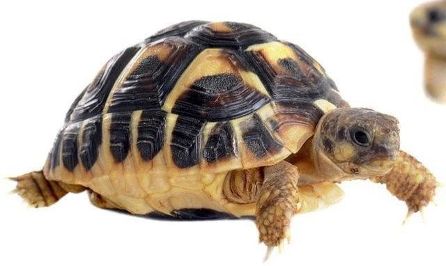 Image 7 of Stunning Baby Tortoises available lots to choose from..
