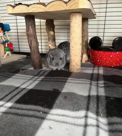 Image 2 of 12 week old Chinchilla for sale