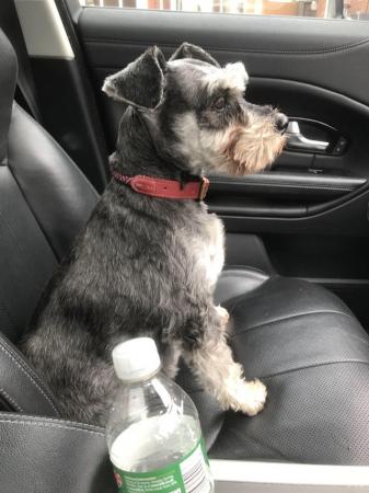 Image 1 of Wanted miniature Schnauzer or schnoodle
