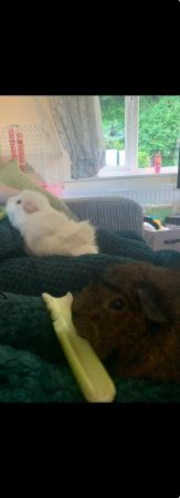 Image 1 of 2 x male guinea pigs approx 4 years old