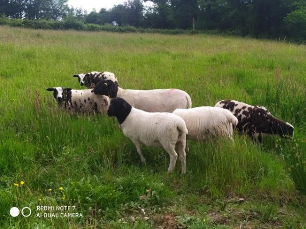 Image 3 of Dutch Spotted x Dorset Ram lamb