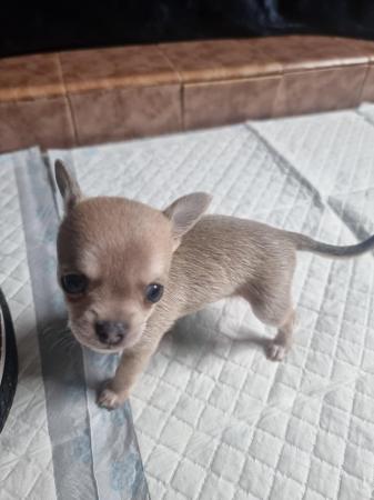 Image 8 of Chihuahua male pups for sale